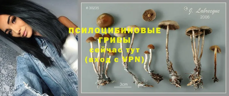 Галлюциногенные грибы MAGIC MUSHROOMS  omg вход  Белый  даркнет сайт 